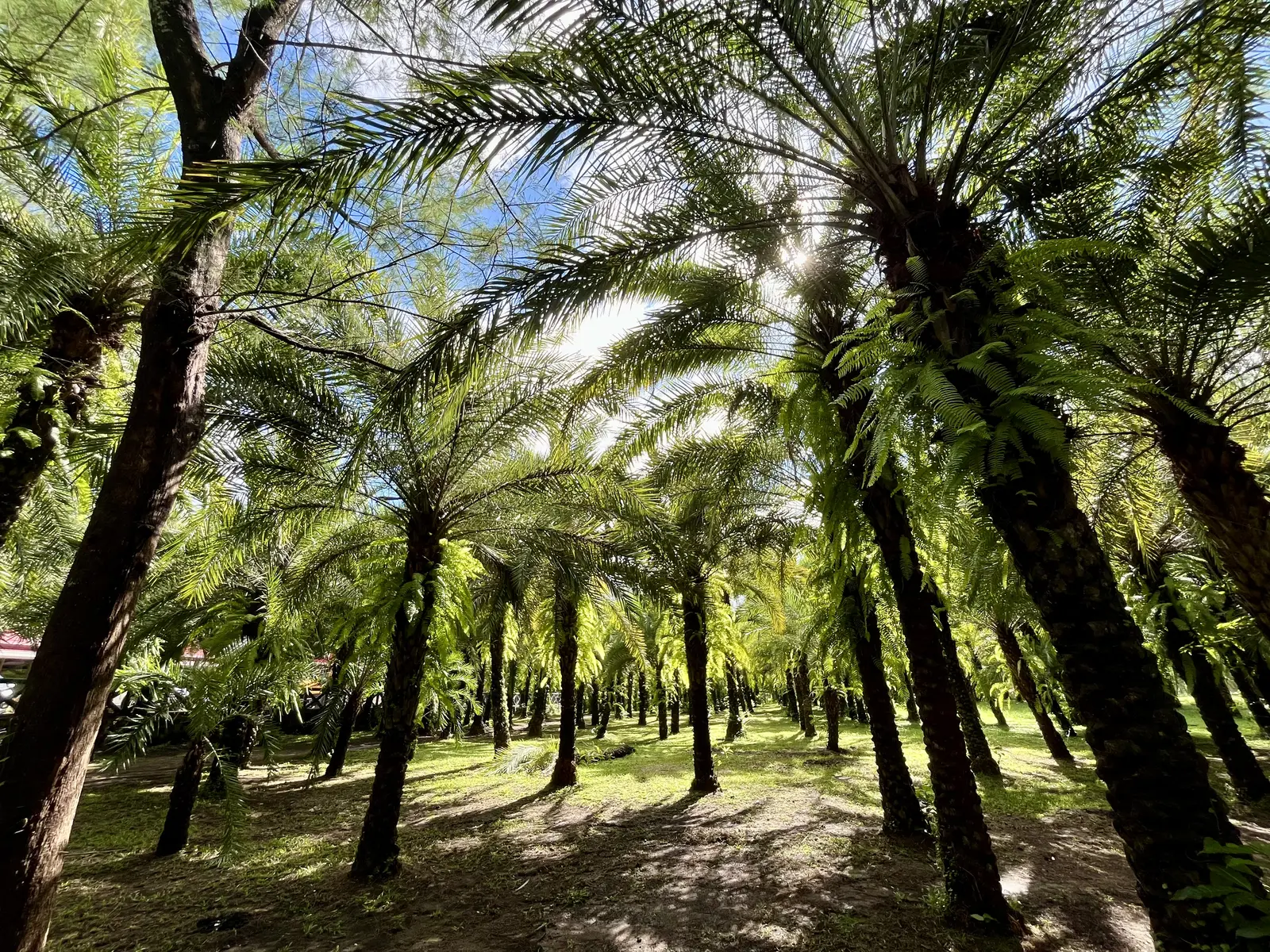 Date palms and greenery at Rancho Blanco