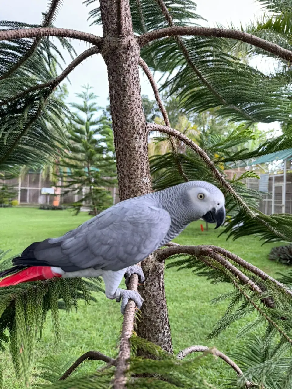 African Grey Parrot