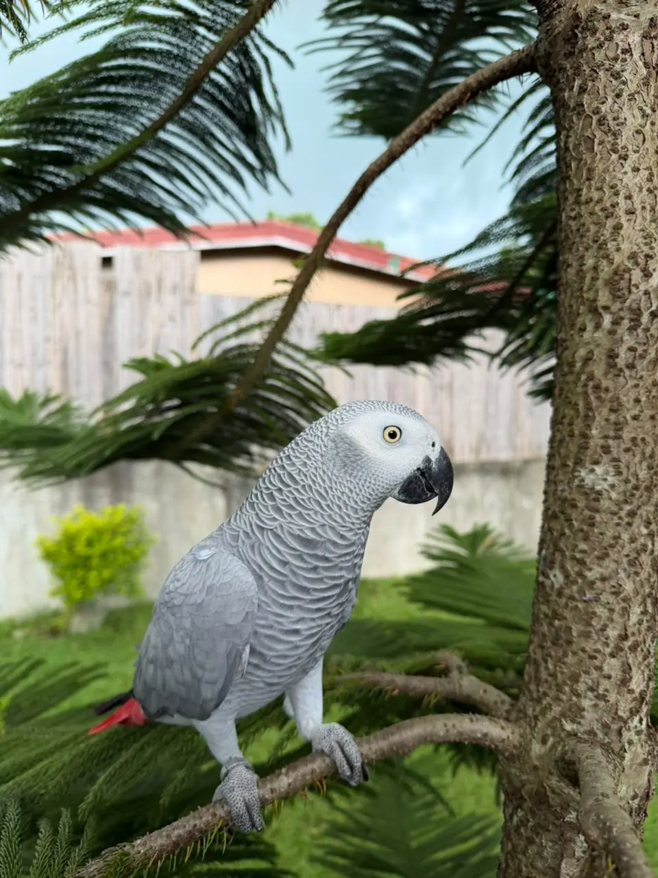 African Grey Parrot
