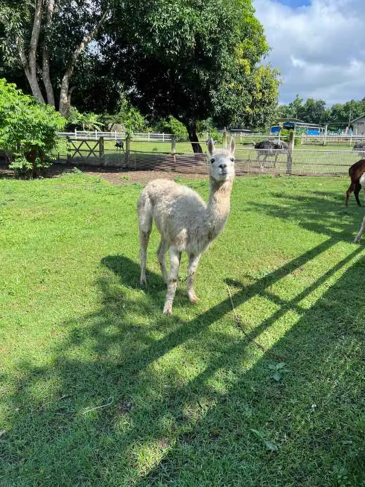 Alpaca