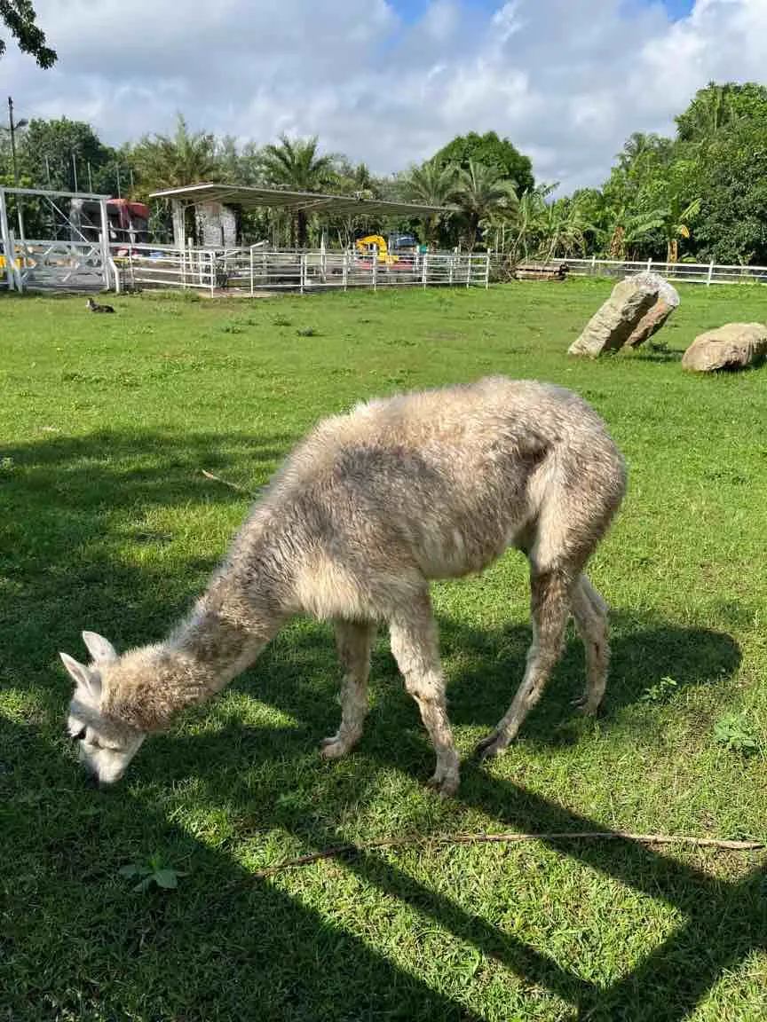 Alpaca