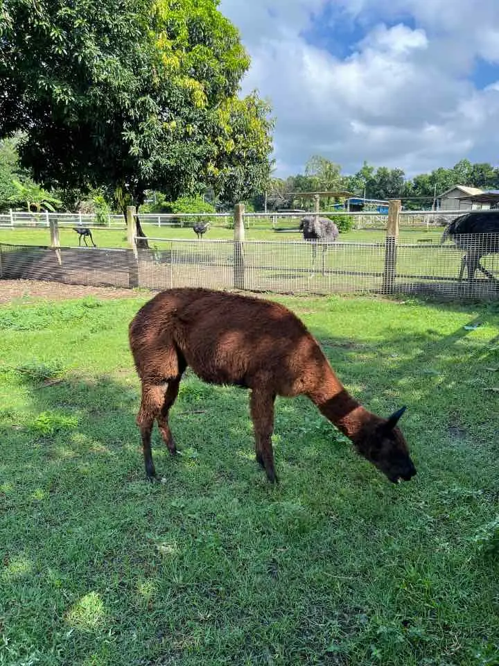 Alpaca