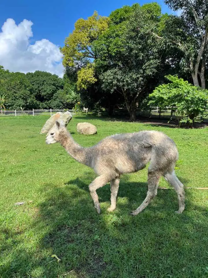 Alpaca