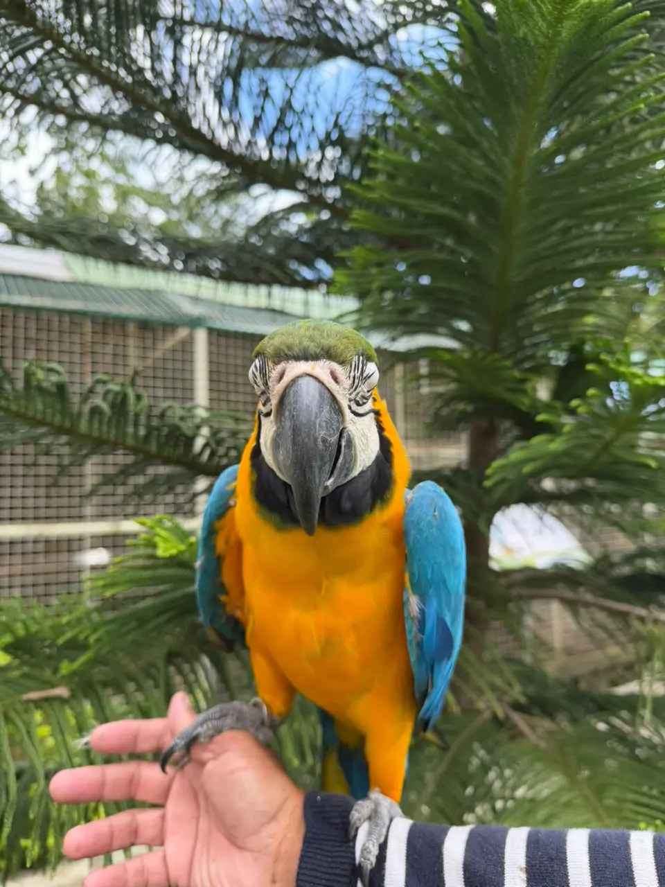Blue and Gold Macaw