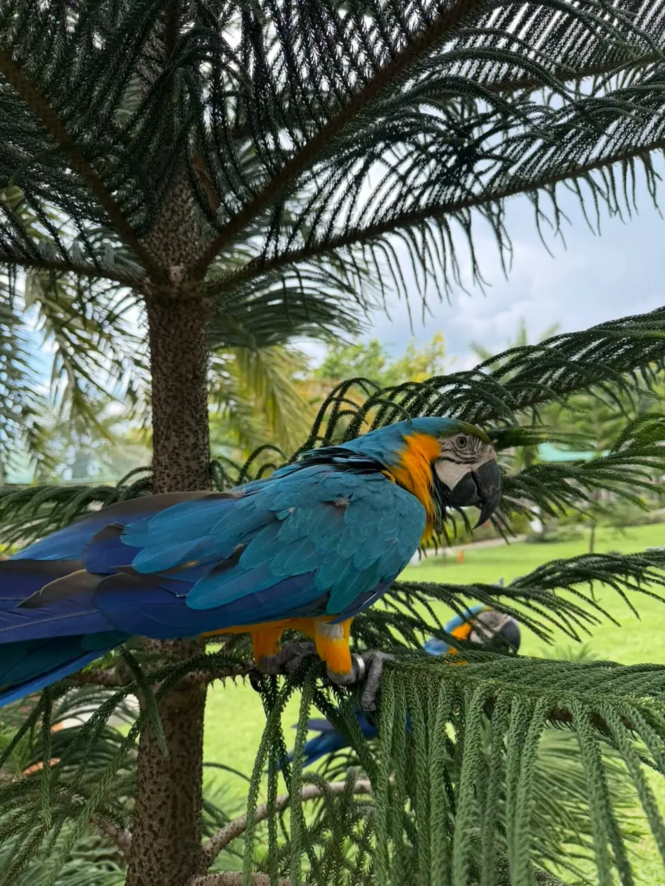 Blue and Gold Macaw