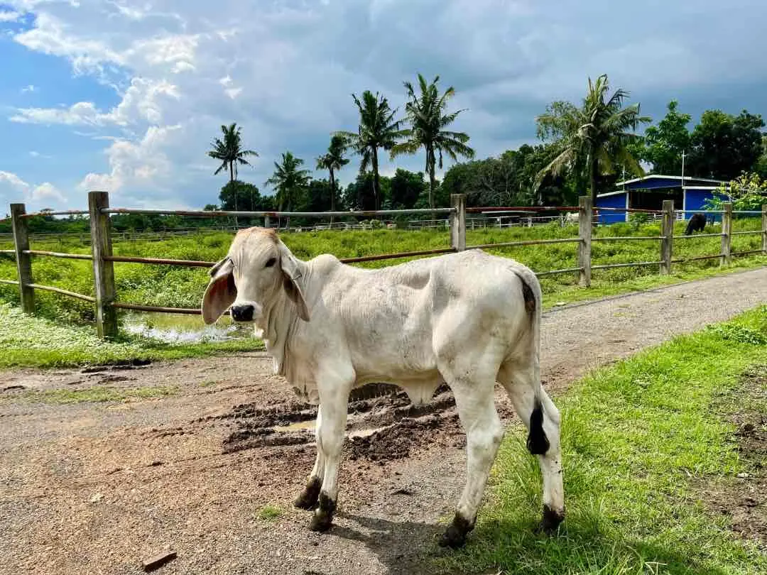 Cow