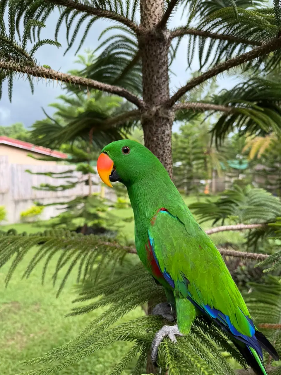 Eclectus Parrot