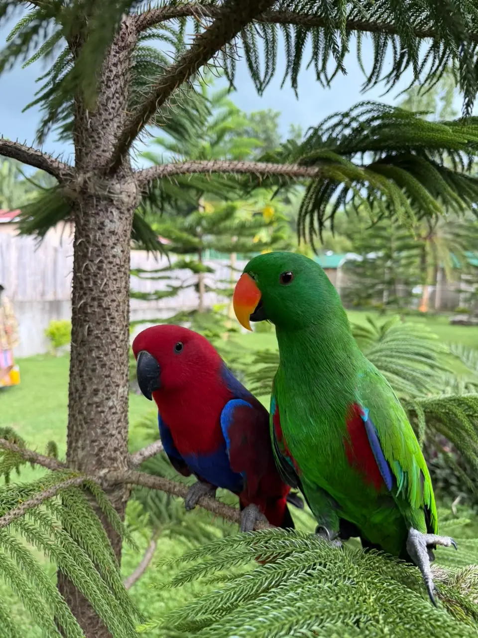 Eclectus Parrot