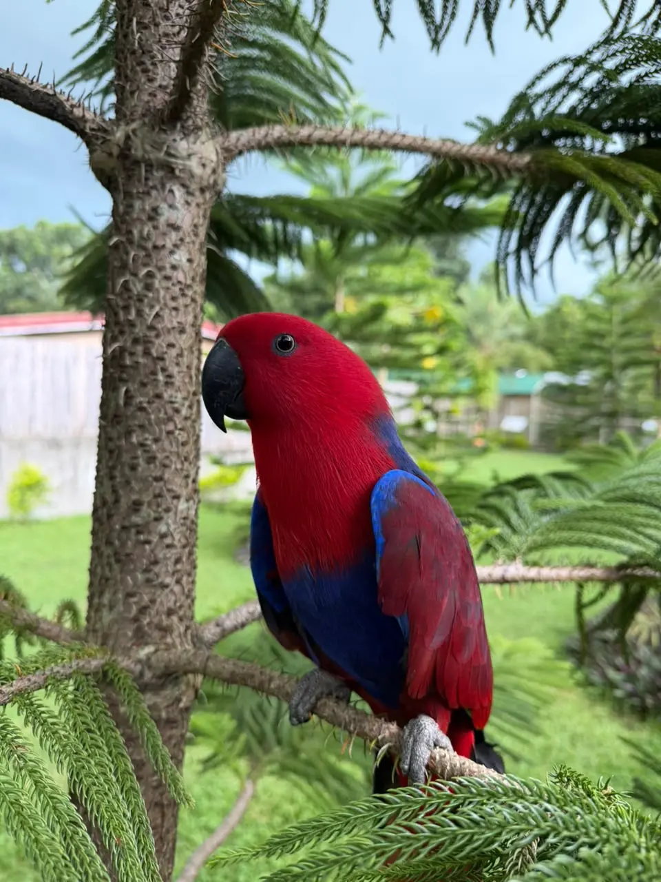 Eclectus Parrot