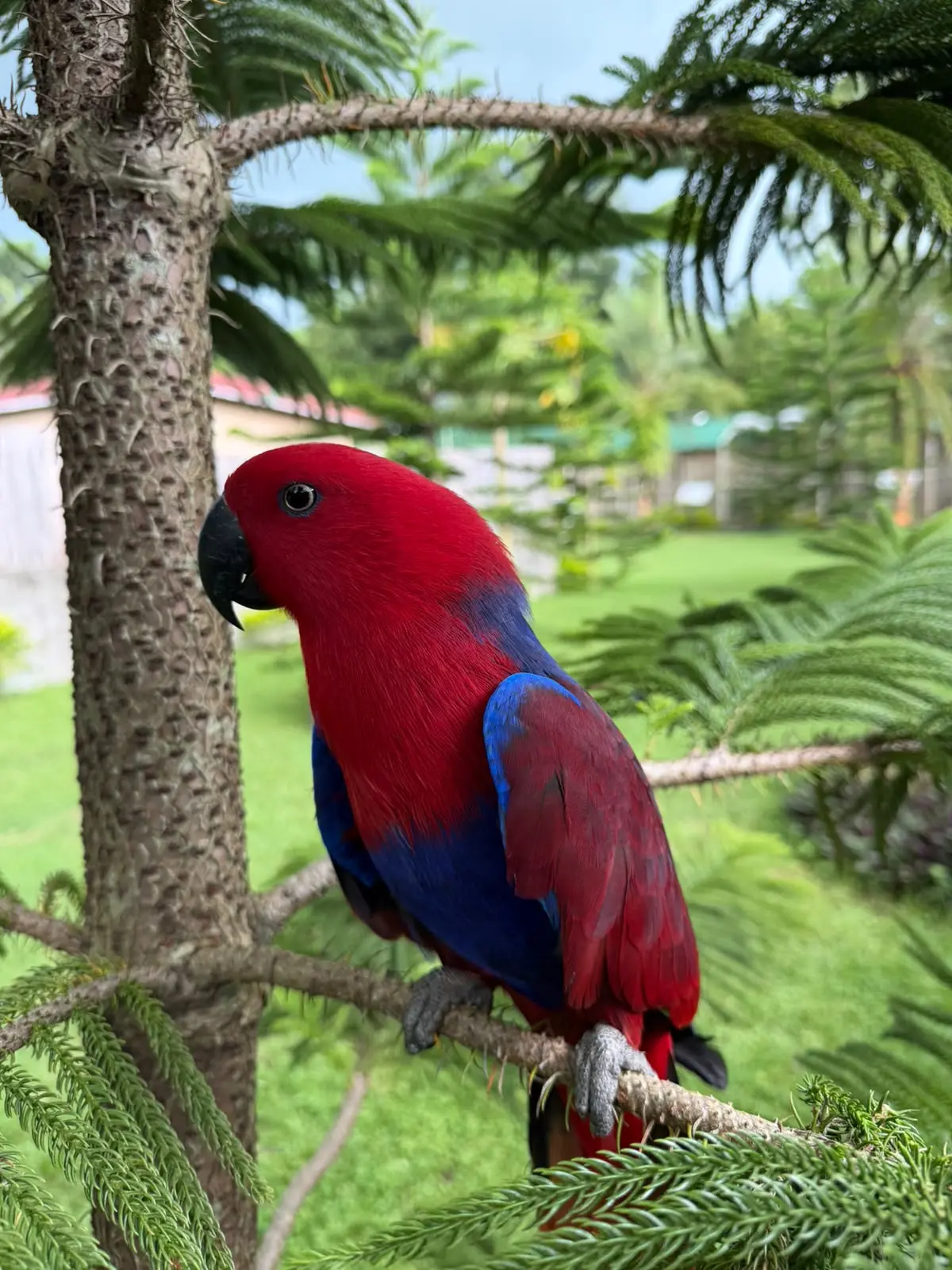 Eclectus Parrot