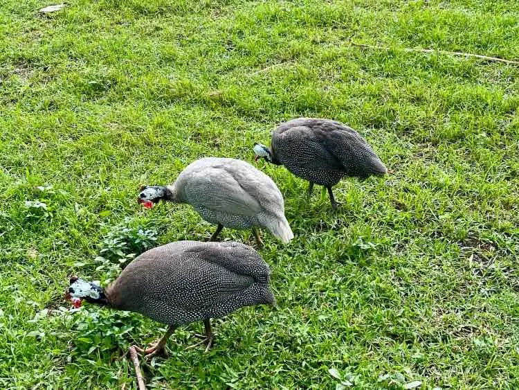 Guinea Fowl