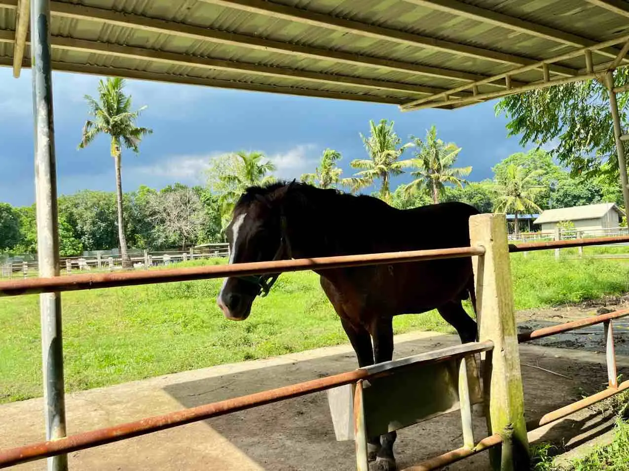Horse