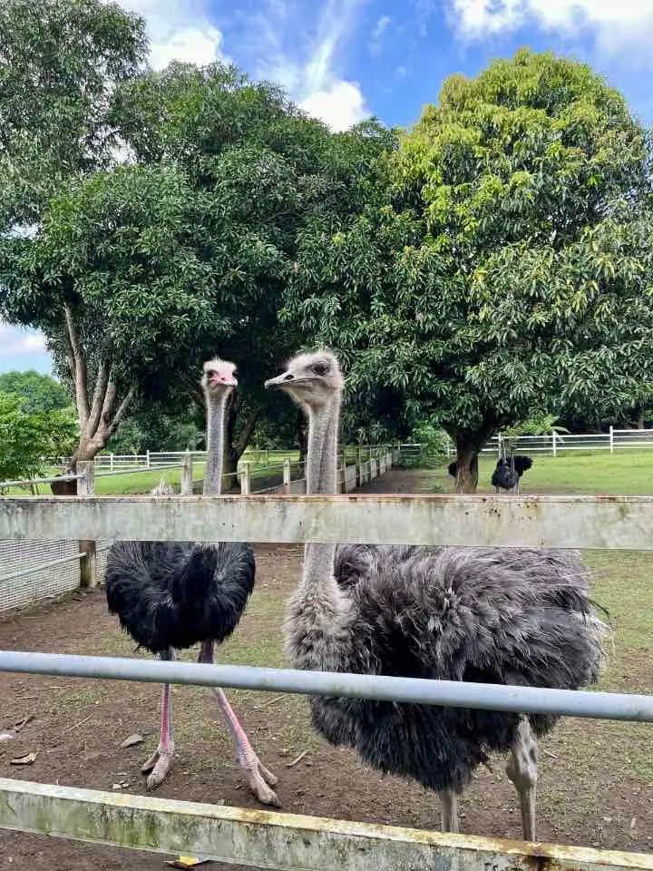 Ostrich