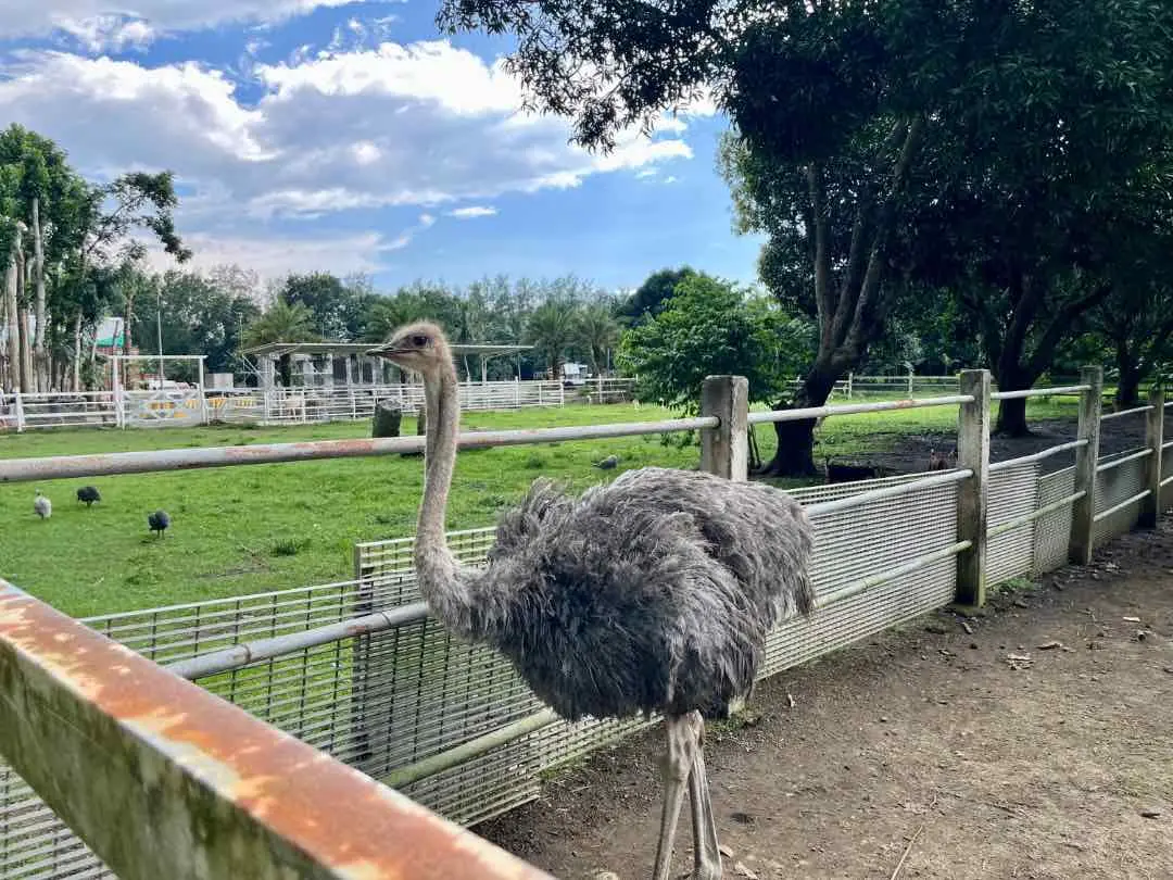 Ostrich