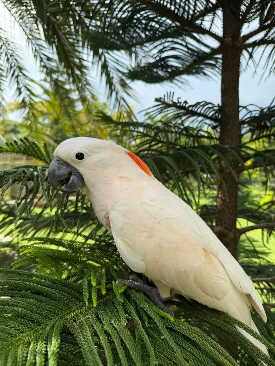 Salmon-Crested Cockatoo