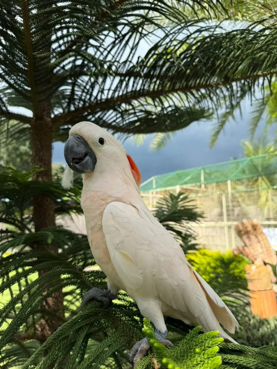 Salmon-Crested Cockatoo