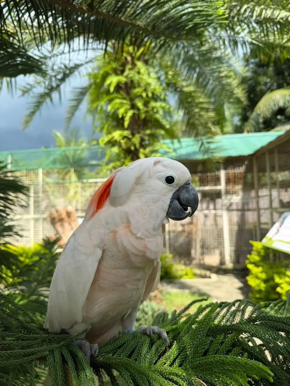 Salmon-Crested Cockatoo