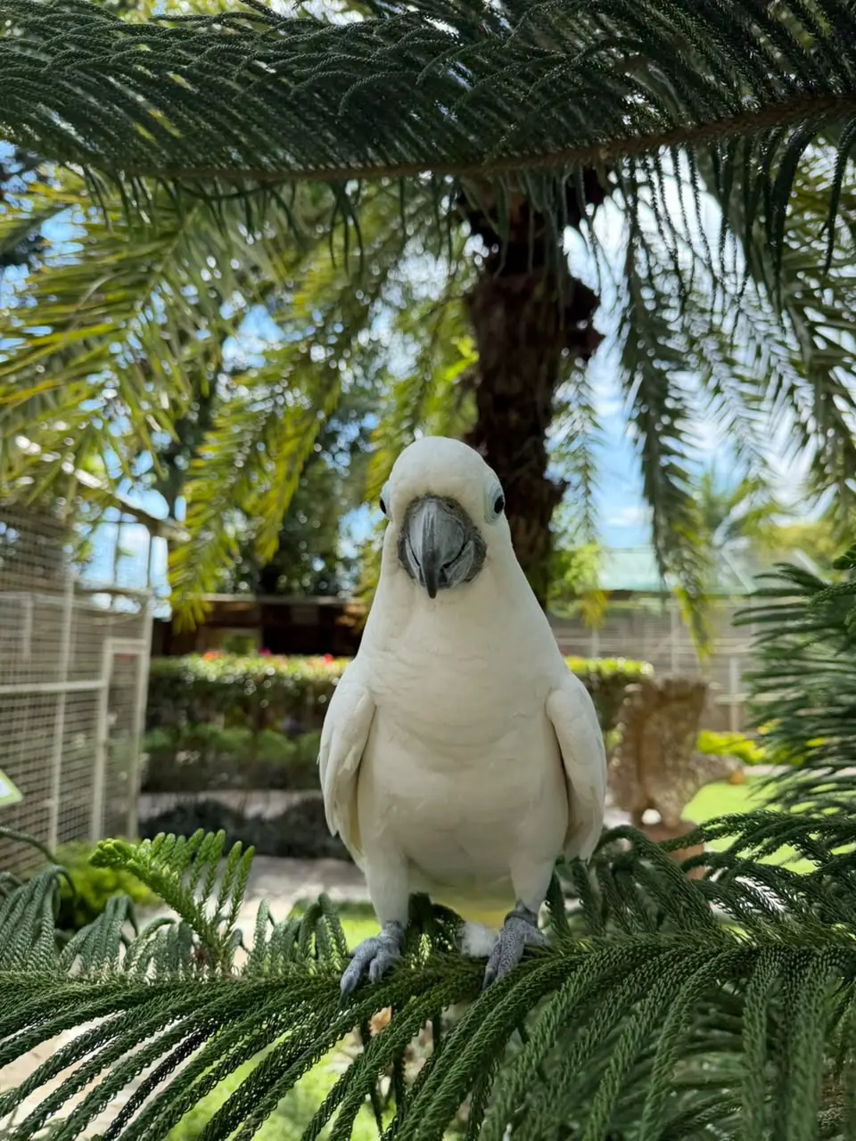 Sulphur-Crested Cockatoo