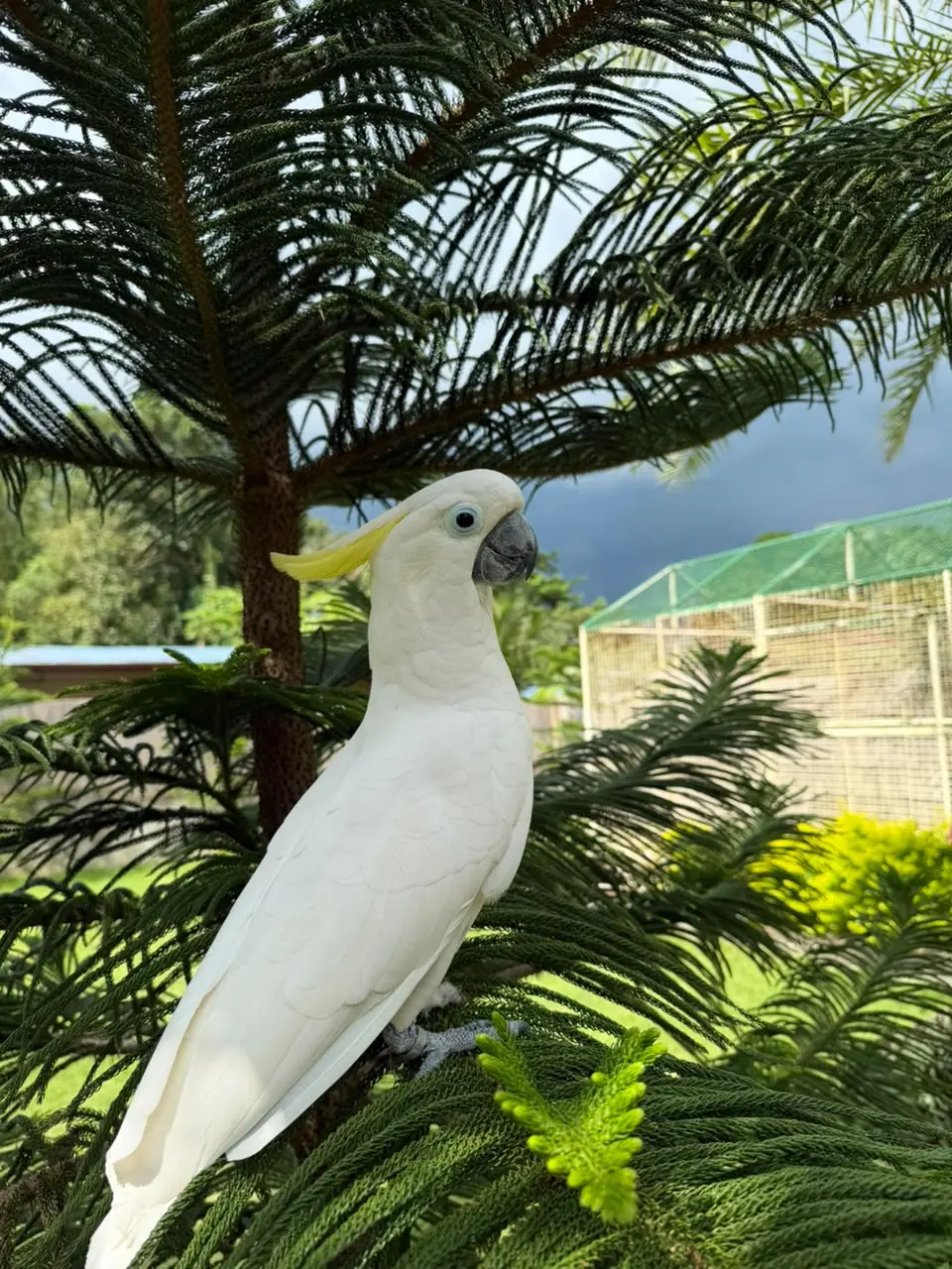Sulphur-Crested Cockatoo