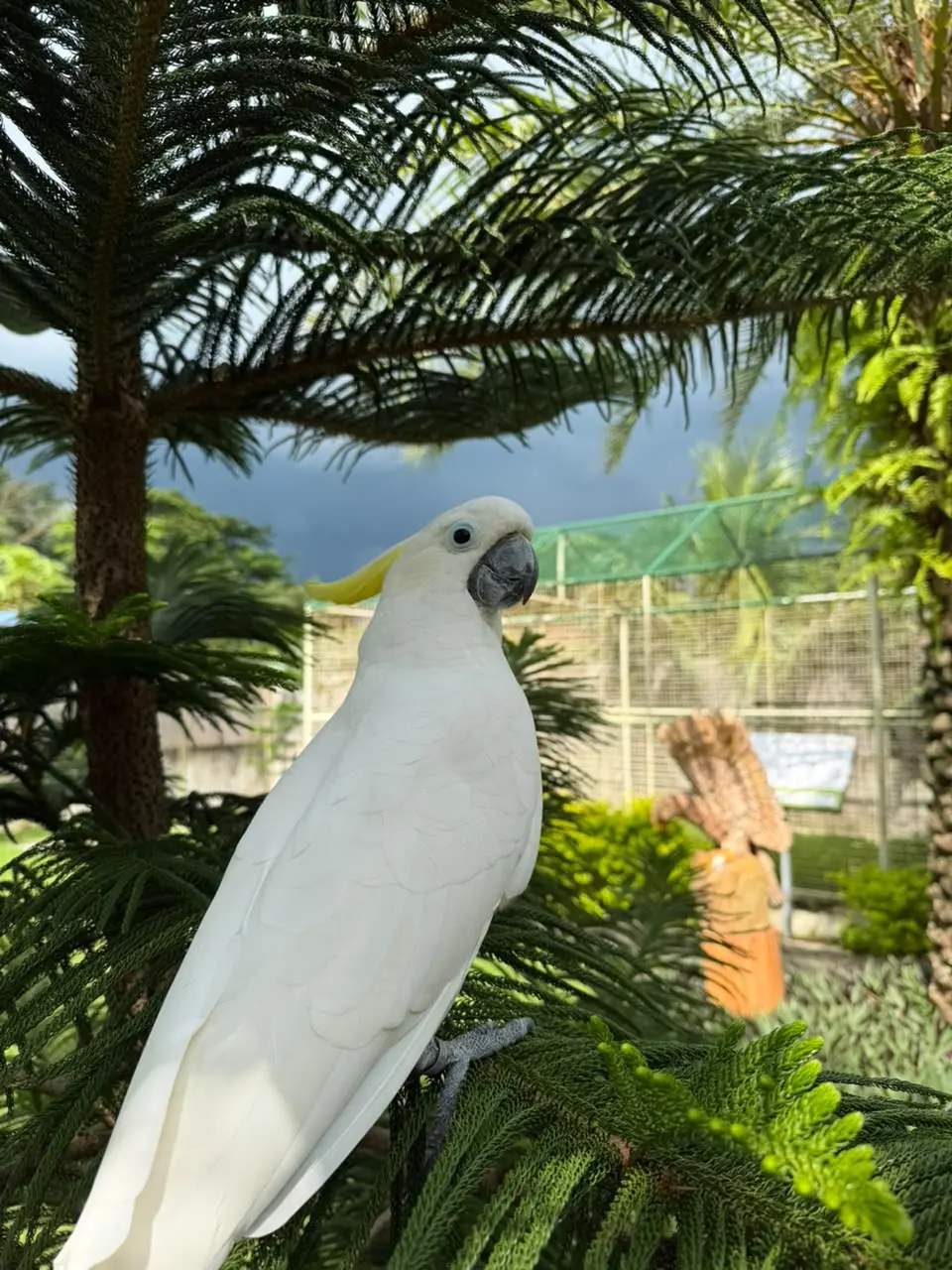 Sulphur-Crested Cockatoo