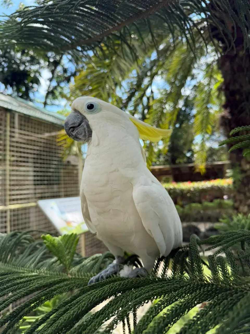 Sulphur-Crested Cockatoo
