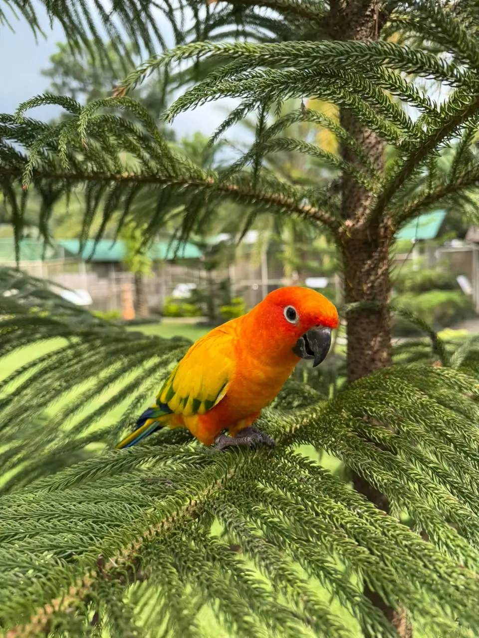 Sun Conure