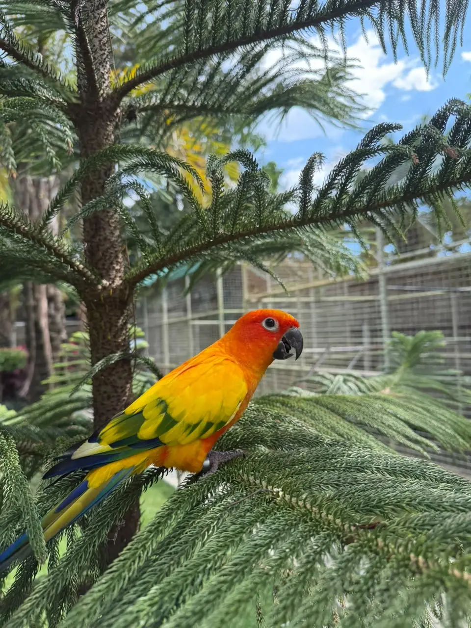 Sun Conure