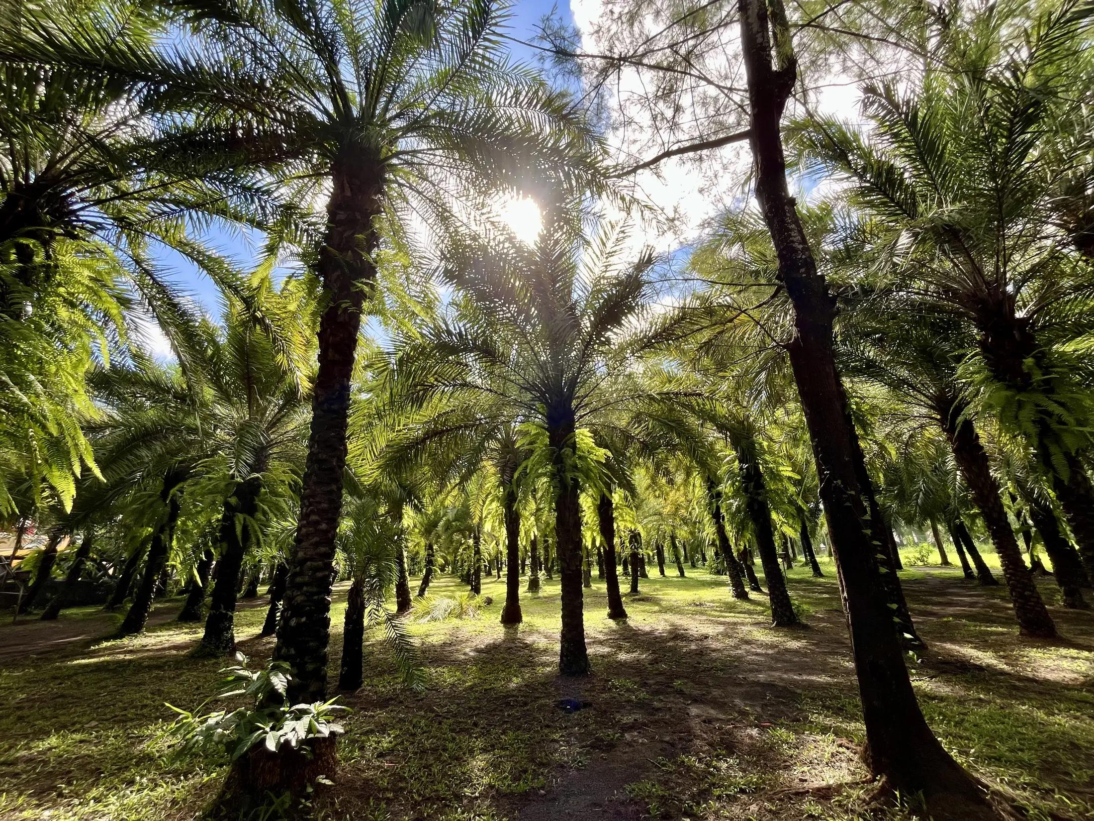 Date palms and greenery at Rancho Blanco Dates Farm