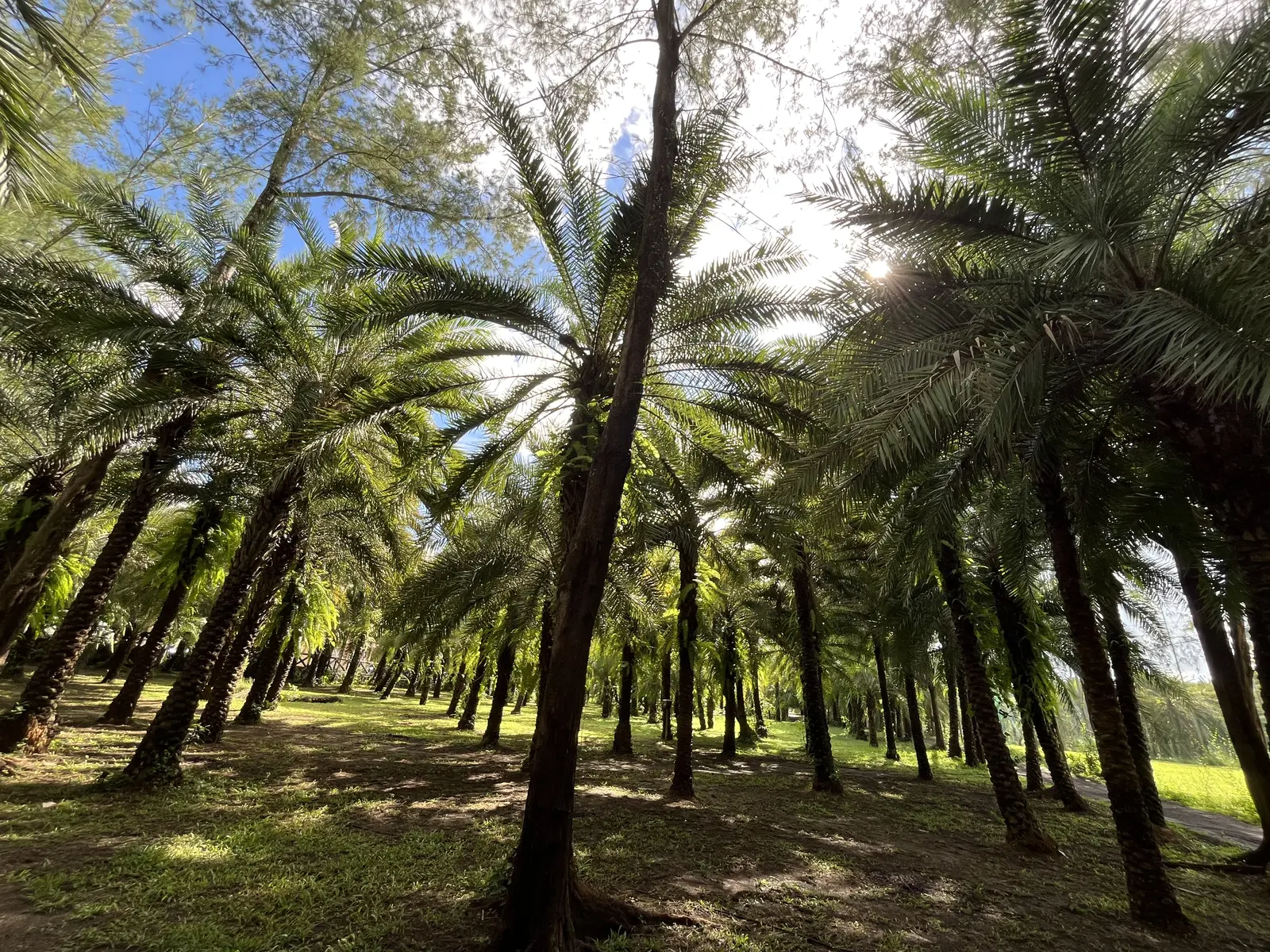 Date farm greenery at Rancho Blanco