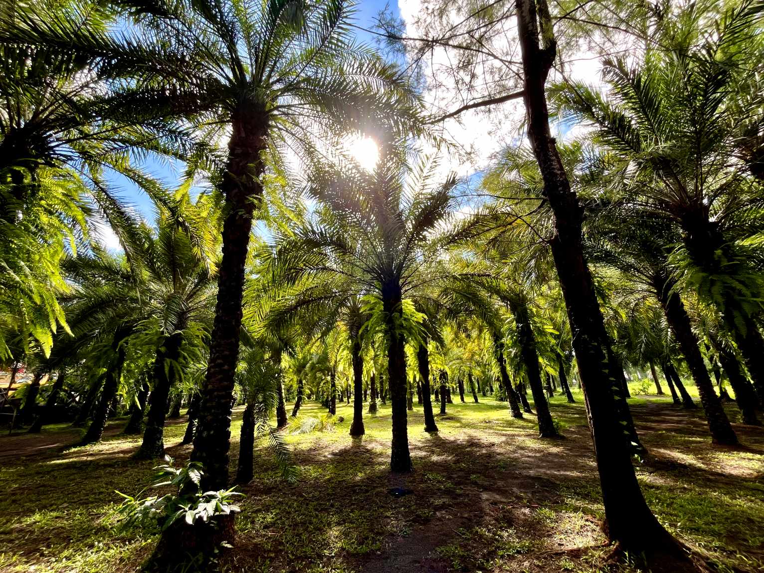 Date palms and greenery at Rancho Blanco Dates Farm