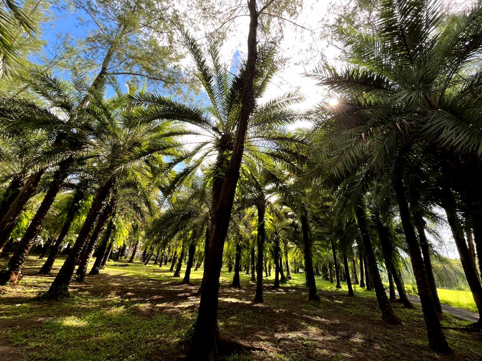 Date palms and greenery at Rancho Blanco Dates Farm