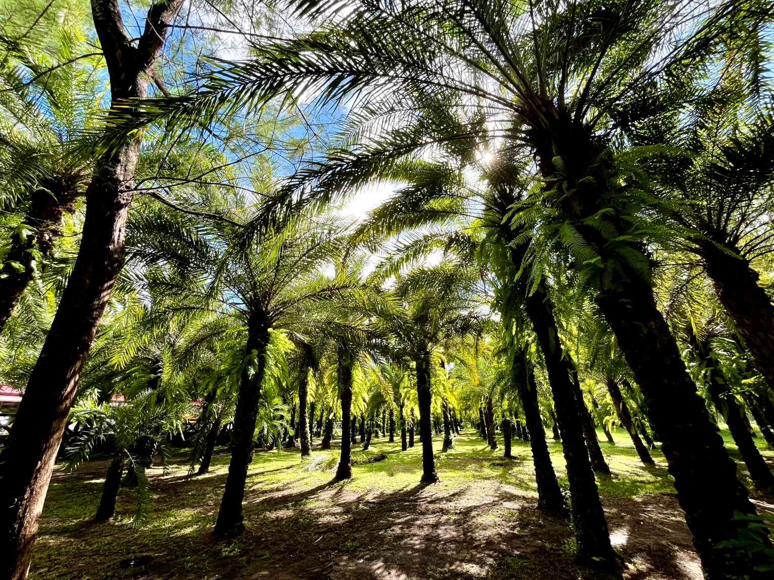 Date palms and greenery at Rancho Blanco Dates Farm